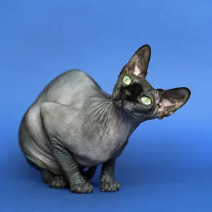 Standard: Hairless Canadian Sphynx cat - breed of cat known