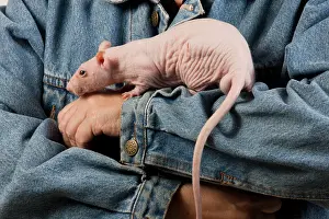 Owners: Hairless Rat - on owners arm