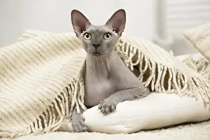 Hairless: Hairless Sphynx Cat indoors