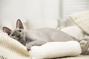 Hairless: Hairless Sphynx Cat indoors