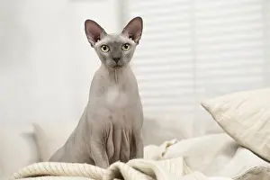 Hairless: Hairless Sphynx Cat indoors