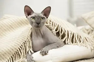 Hairless: Hairless Sphynx Cat indoors