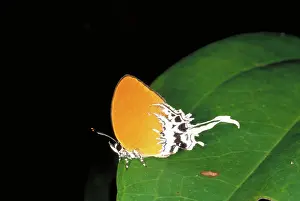 Bugs: Hairstreak butterfly