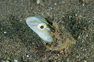 Blenny: Hairtail Snakeblenny - Melasti dive site, Amed