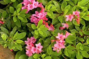 Alpenrose: Hairy alpenrose