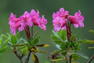 Alpenrose: Hairy alpenrose - in flower