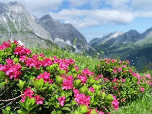 Classic: Hairy Alpenrose (Rhododendron hirsutum)