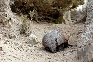 Armadillos: Hairy armadillo