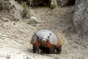 Armadillos: Hairy armadillo