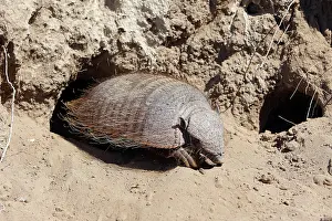 Armadillos: Hairy armadillo