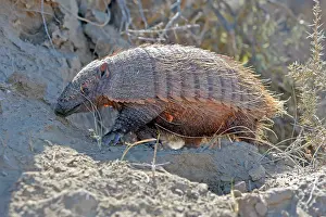 Armadillos: Hairy armadillo