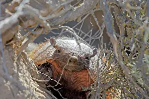 Armadillos: Hairy armadillo
