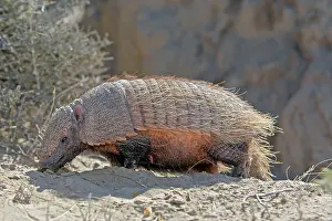 Armadillos: Hairy armadillo