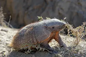 Armadillos: Hairy armadillo