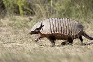 Armadillos: Hairy Armadillo