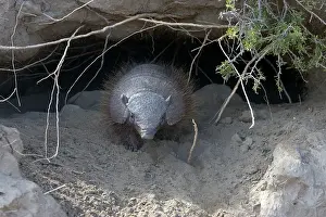 Armadillos: Hairy Armadillo