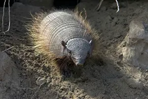 Armadillos: Hairy Armadillo