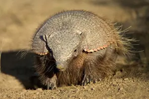 Armadillos: Hairy Armadillo