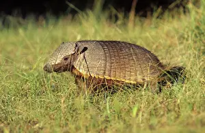 Villosus: Hairy ARMADILLO