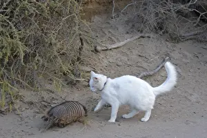 Argentinian: Hairy armadillo and domestic cat Patagonia Argentina