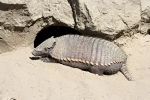 Dens: Hairy Armadillo - Resting in midday near its den