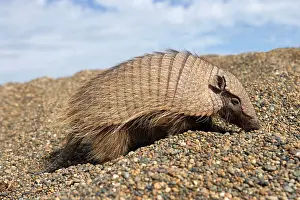 Armadillos: Hairy Armadillo - Scavenging on a gravel beach