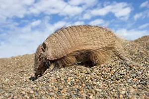 Armadillos: Hairy Armadillo - Scavenging on a gravel beach