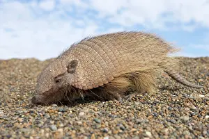 Armadillos: Hairy Armadillo - scavenging on a gravel beach