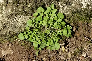 Rosette: Hairy bittercress