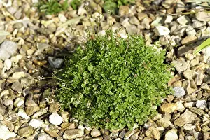 Rosette: Hairy bittercress