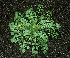 Weed: Hairy Bittercress