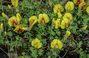 Broom: Hairy Broom, Cytisus hirsutus subsp. polytrichus