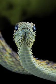 210519: Hairy bush viper (Atheris hispida), animal portrait