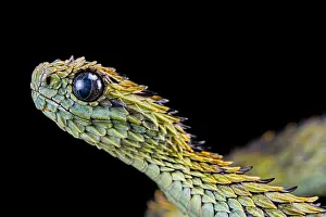 210519: Hairy bush viper (Atheris hispida), animal portrait