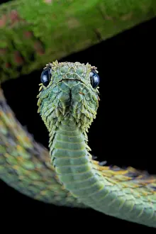 Hispida: Hairy bush viper (Atheris hispida) on black background