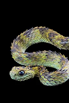 Hispida: Hairy bush viper (Atheris hispida) on black background
