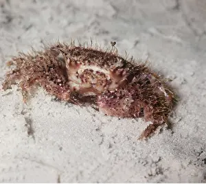 Donna Dickson: HAIRY CRAB