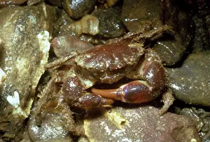 D. W. Greenslade: HAIRY CRAB - UK