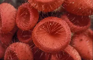 Sumatra: Hairy Cup fungi (Cookeina tricholoma), Gunung Le