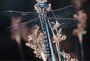 Dragonflies: HAIRY DRAGONFLY