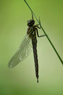 Pratense: Hairy Dragonfly (Brachytron pratense)