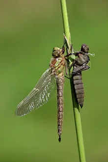 Pratense: Hairy Dragonfly (Brachytron pratense)