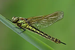 Pratense: Hairy Dragonfly (Brachytron pratense)