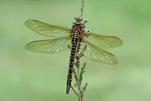 Pratense: Hairy Dragonfly (Brachytron pratense)
