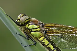 Pratense: Hairy Dragonfly (Brachytron pratense)