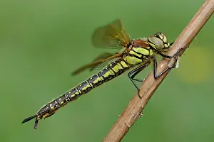 Pratense: Hairy Dragonfly (Brachytron pratense)