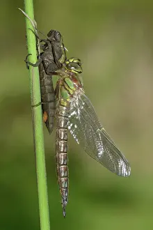 Pratense: Hairy Dragonfly (Brachytron pratense)