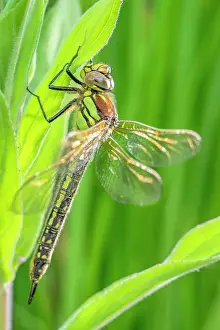 Norfolk: Hairy Dragonfly - female - Norfolk UK