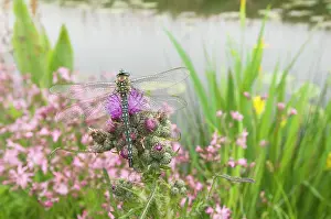 Thistles: Hairy Dragonfly - Male on marsh thistle
