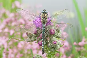 Thistles: Hairy Dragonfly - Male on marsh thistle